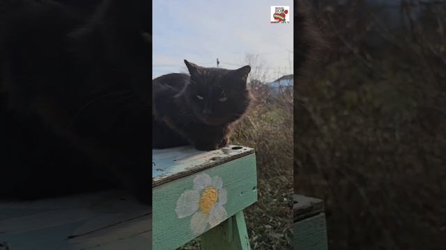 Не бойся ибо Я с тобою 😇🌈💓🐈🐈🐈⬛🌏