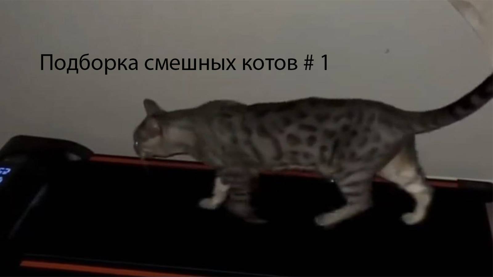 Подборка смешных котов # 1