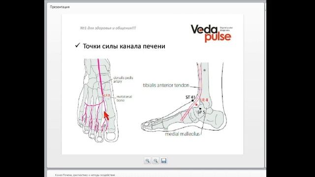 канал печени