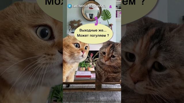 Выходные #мыкотики #вмем #разговор #анекдот #шутки #кот #юмор #смешное #прикольно #мемы #cat