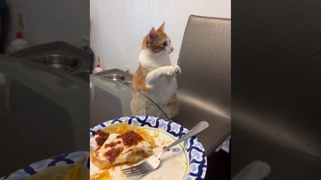 Подайте бедному котику кусочек)))