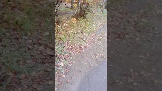 Ярославская обл