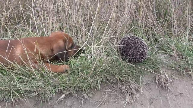 Рой и ёж. Ноябрь 2015 г.