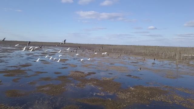 Живой лес, лебеди, гуси.