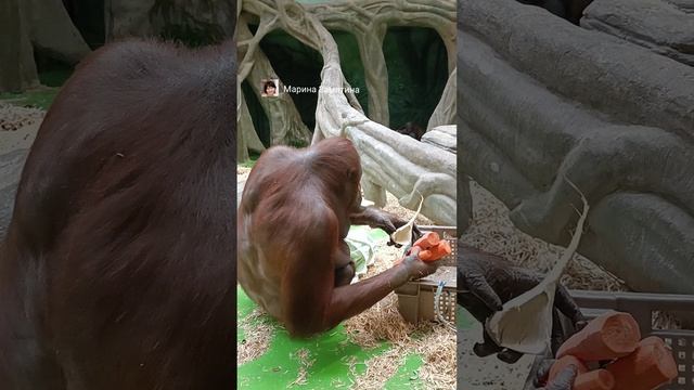 Орангутаны сынок Джелай попросил  мамы Личаны морковку.