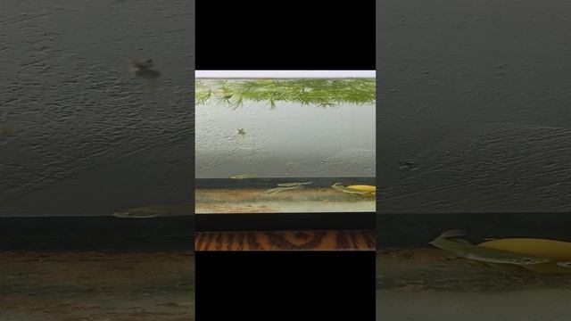 мальки подрастают