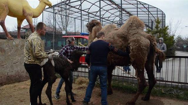 Верблюжонок начинает пить молоко !