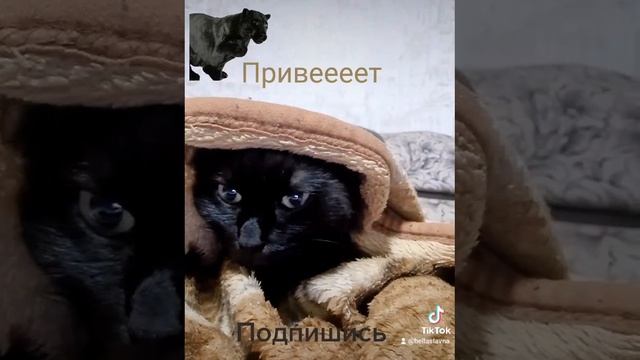 #Привет