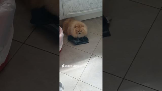 ругаю собаку часть 1