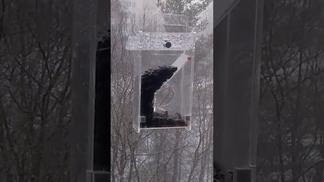 Коты и птички