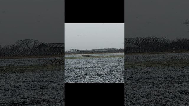 Первый снег, Ульяновская область. 1. 11. 2024