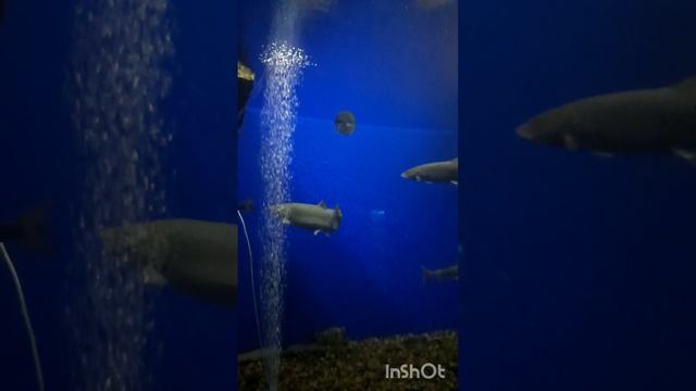 Они живут в Байкале💦🐠🦭🐟