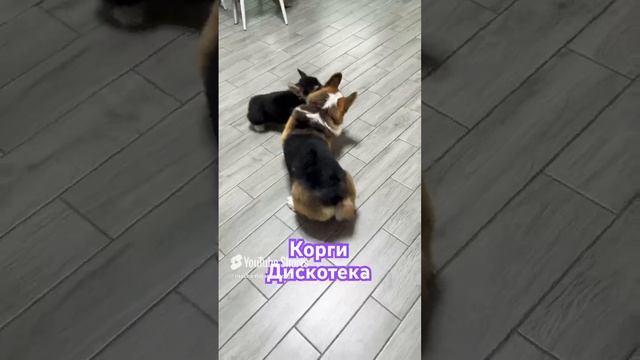 Корги Дискотека