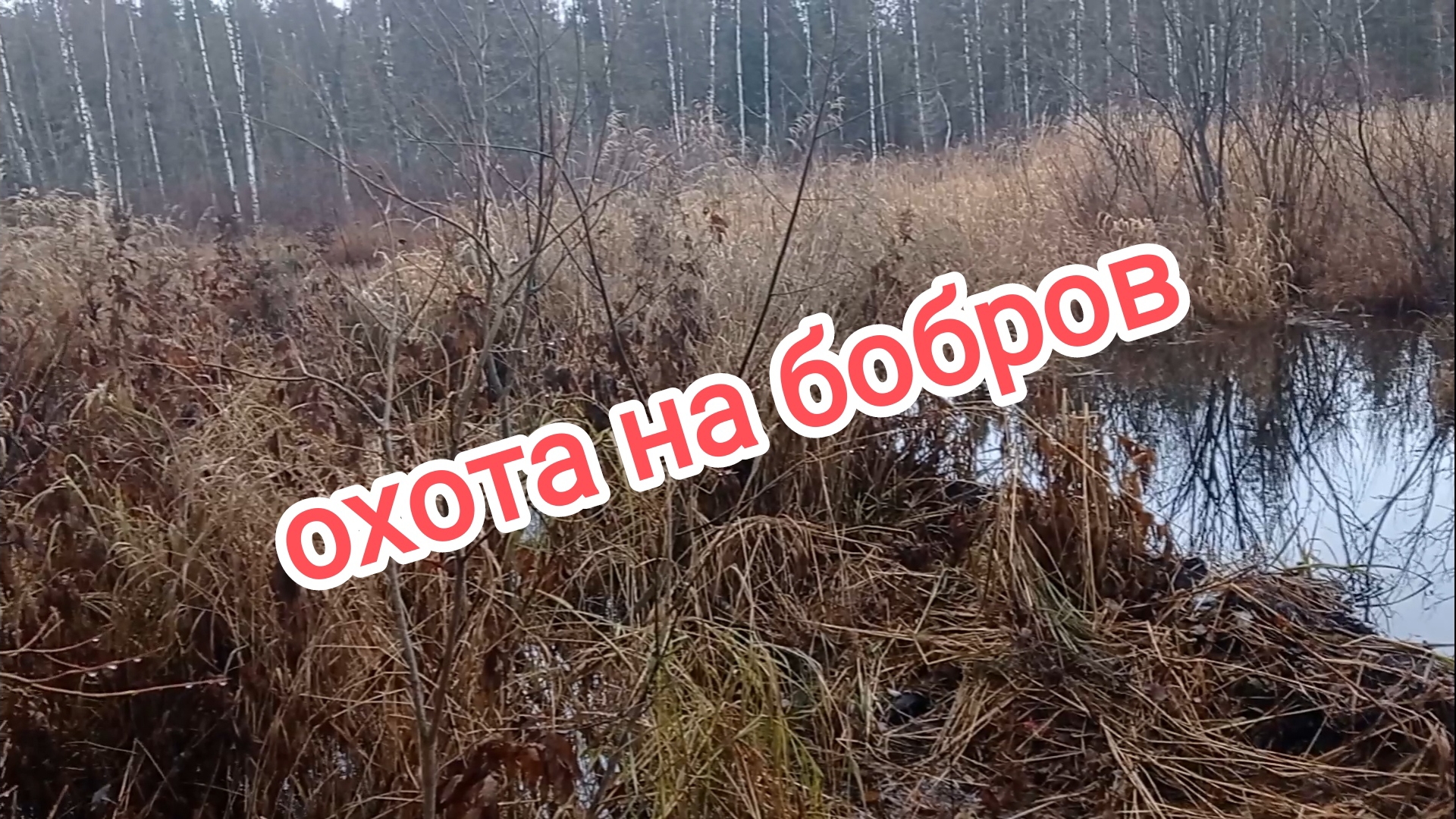 Охота на бобров