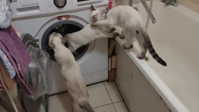 Котенок изображает из себя белку в колесе