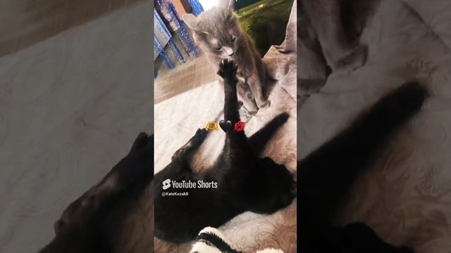 🐈_⬛🐈Мой контактный зоопарк🫶🖤💓🐈_⬛