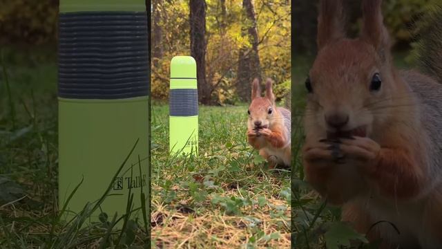 Проведем выходные незабываемо! Покормили белок в парке