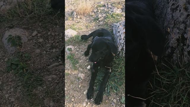 К могиле Волошина в сопровождении чёрного красавца.