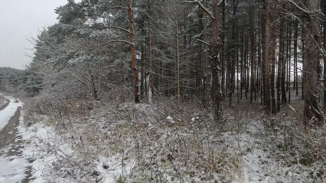 Первый снег 2024