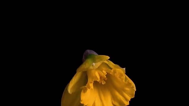 Распускаются цветы. Художник и Творец Господь Иисус Христос