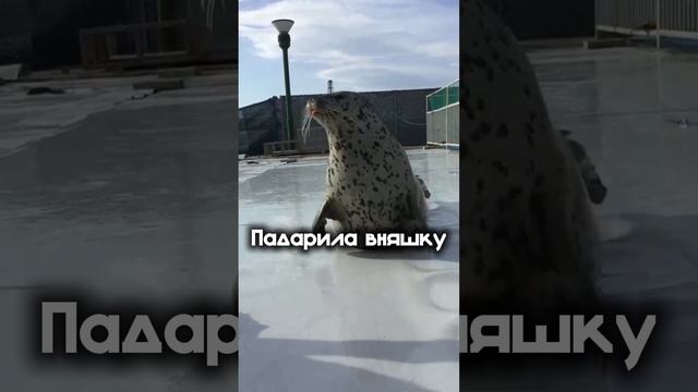 Хех ну приколна (моё видео из лайка)