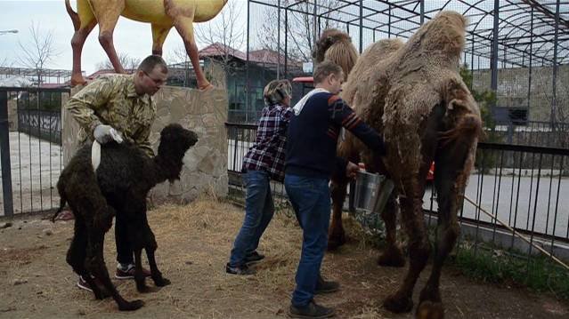 Олег Зубков доит верблюдицу и поит малыша !