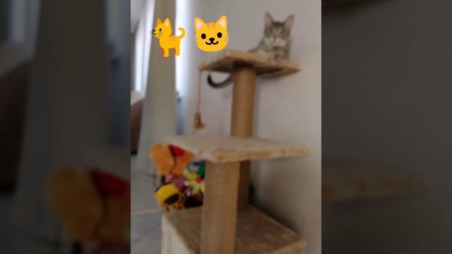 Котики лучше