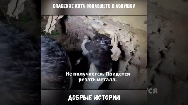 Пожарные спасли кота из ловушки.