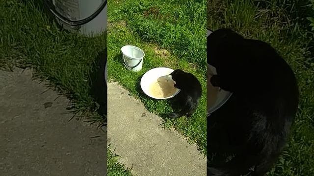 Кот рыболов