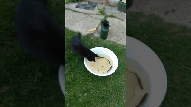 Кот рыболов часть 2