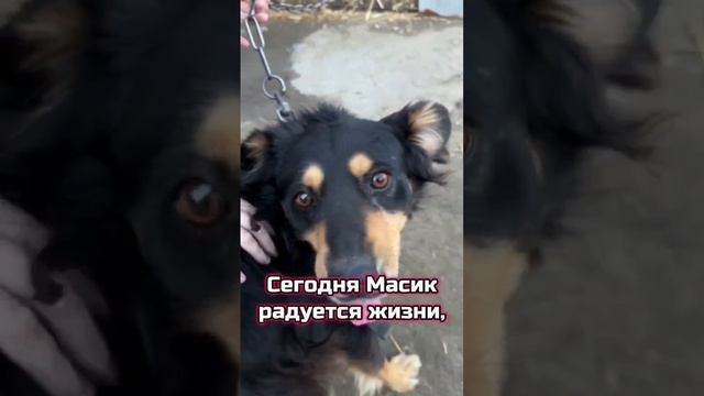 Вытащили с того света... | Масик