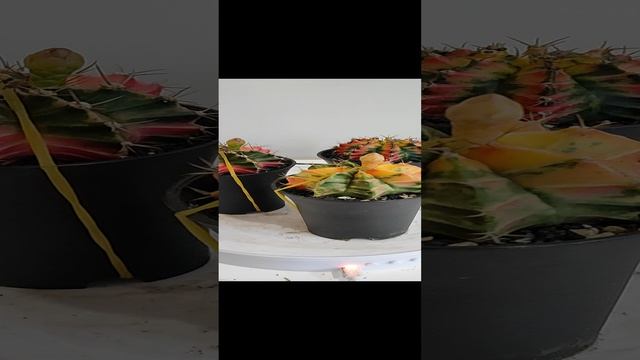 кактусы