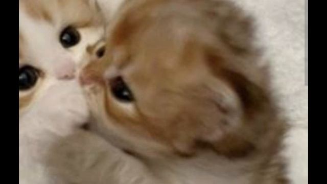 Сдаю видео с котиками