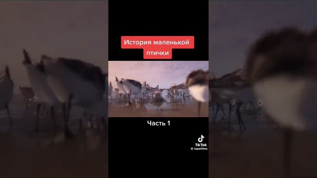 история маленькой птички часть 2 мультик