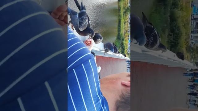 Голуби изголодались