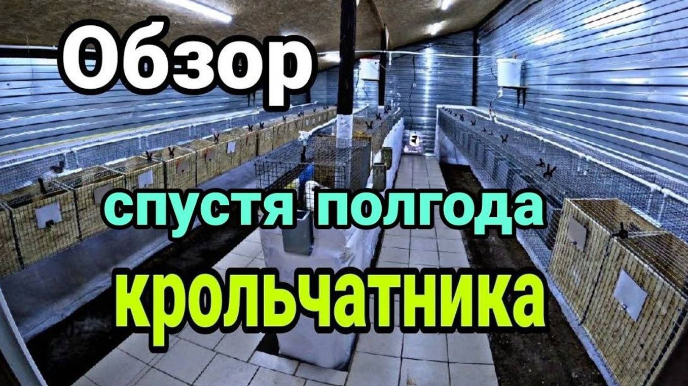 Обзор крольчатника спустя полгода. Новый крольчатник.