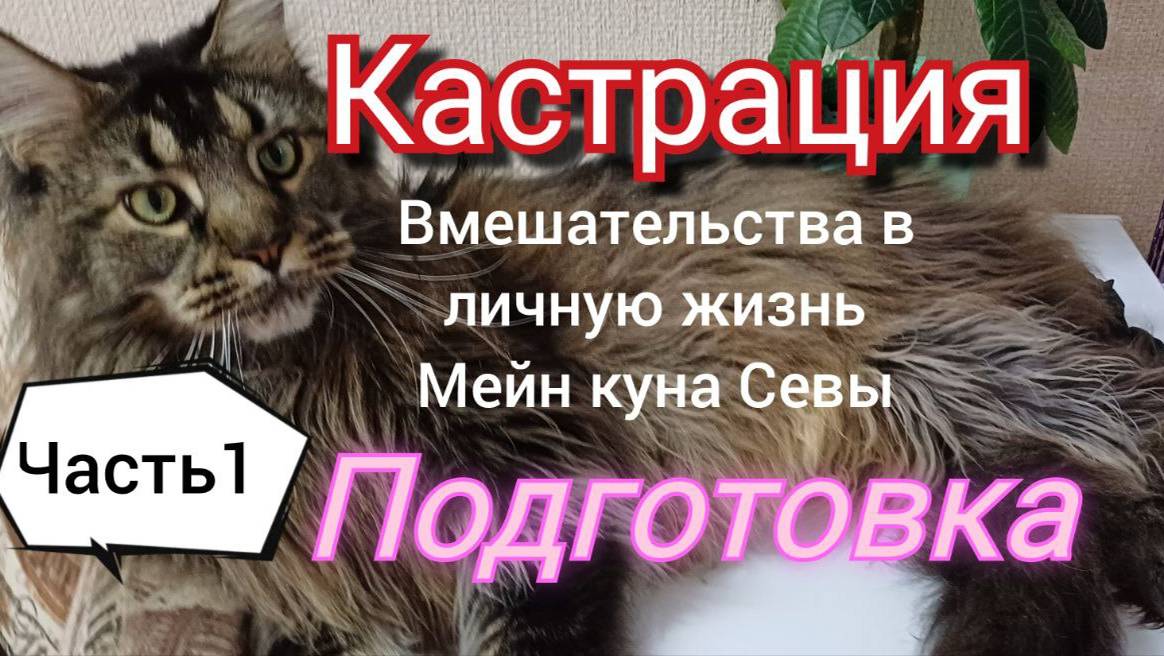 Кастрация. Часть  1. Подготовка вмешательства в личную жизнь Мейн куна Севы.  Нам уже 7 месяцев.