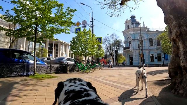 Собаки с камерами гуляют по весеннему Краснодару