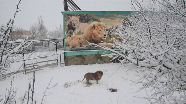 Вожак всех прайдов лев Чук  обходит свою территорию !