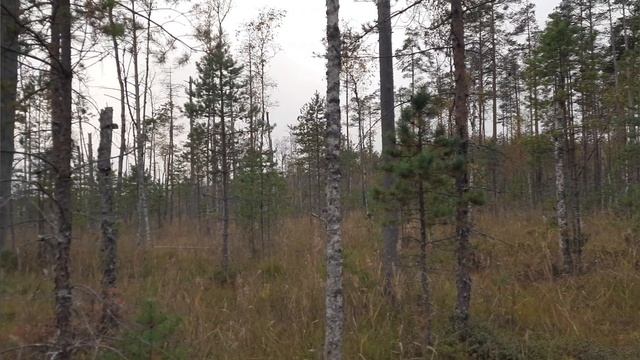 поездка за клюквой на болото