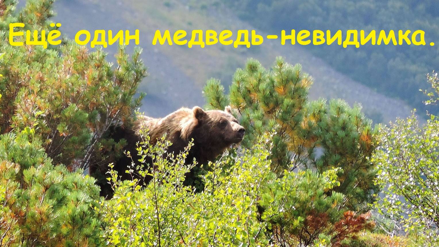 Ещё один медведь-невидимка.....