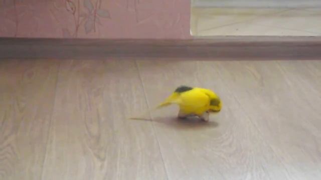 Как попугай насилует игрушку!!! Ему нужна подружка!)))