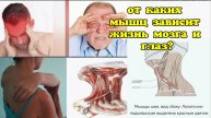 Лопаточно-подъязычная мышца создаёт опасное давление в голове, шее, глазах. 4 уникальных упражнения