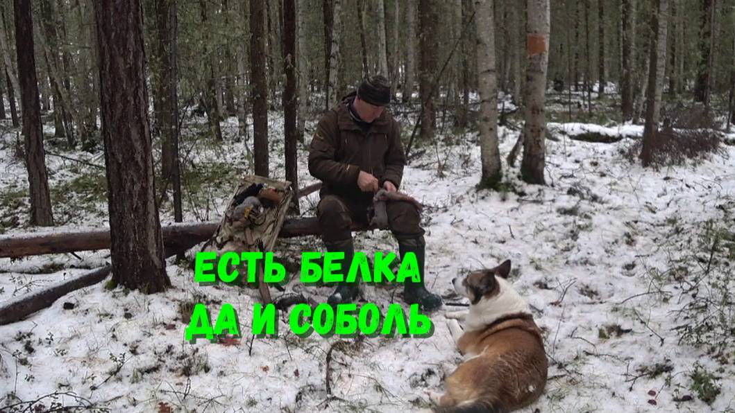 ПРОВЕРИЛИ ДВА ПУТИКА. БЕЛКА ПОЯВИЛАСЬ.РЫЖИК ЗАРАБОТАЛ.