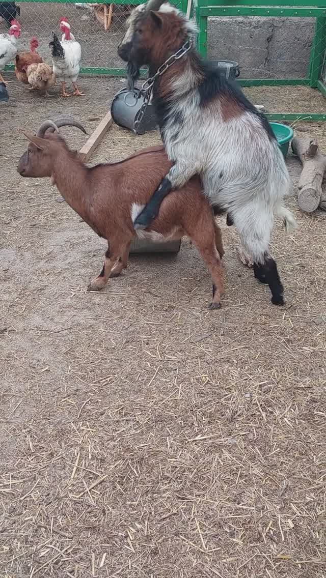 Случка камерунских коз