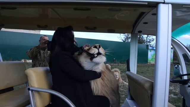 Лев ЗАПРЫГНУЛ в МАШИНКУ и выгнал всех людей! Тhe lion jumped into the car! Тайган.Крым.