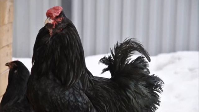 Черное...белое