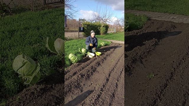 ЧЕСНОК - пора садить....mp4