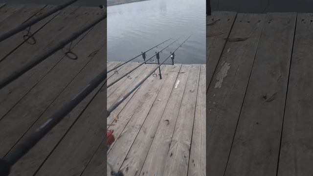#fishing #карпфишинг #carpfishing #рыбалка #carp #ловлякарпа #flatmethodfeeder #fletfider