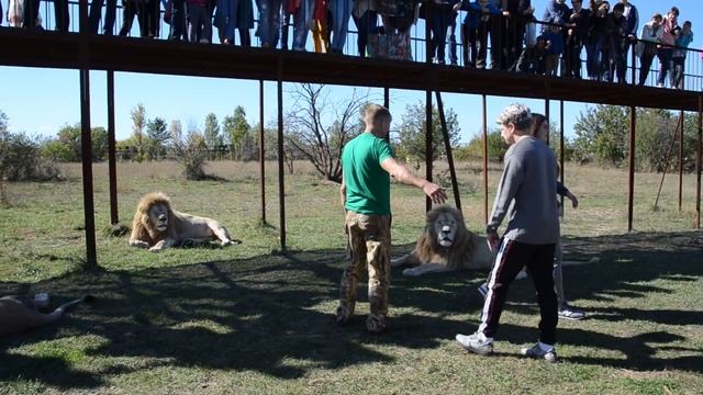 Львица демонстрирует свой СКВЕРНЫЙ ХАРАКТЕР! The lioness shows off her BAD TEMPER!